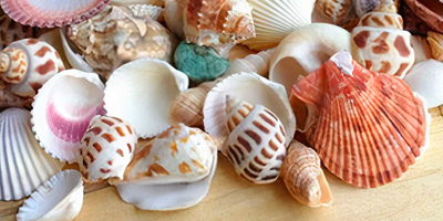 Shell gifts header graphic